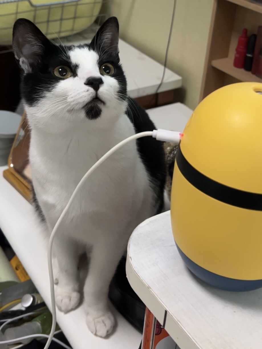 고양이 가습기