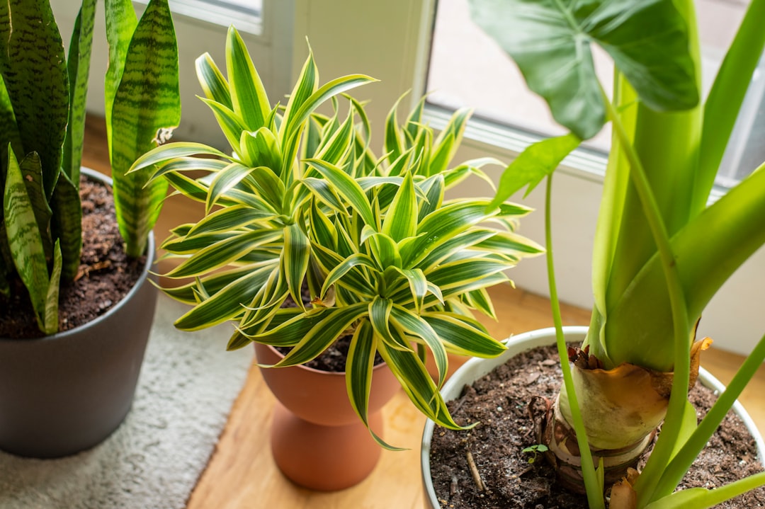 Planter