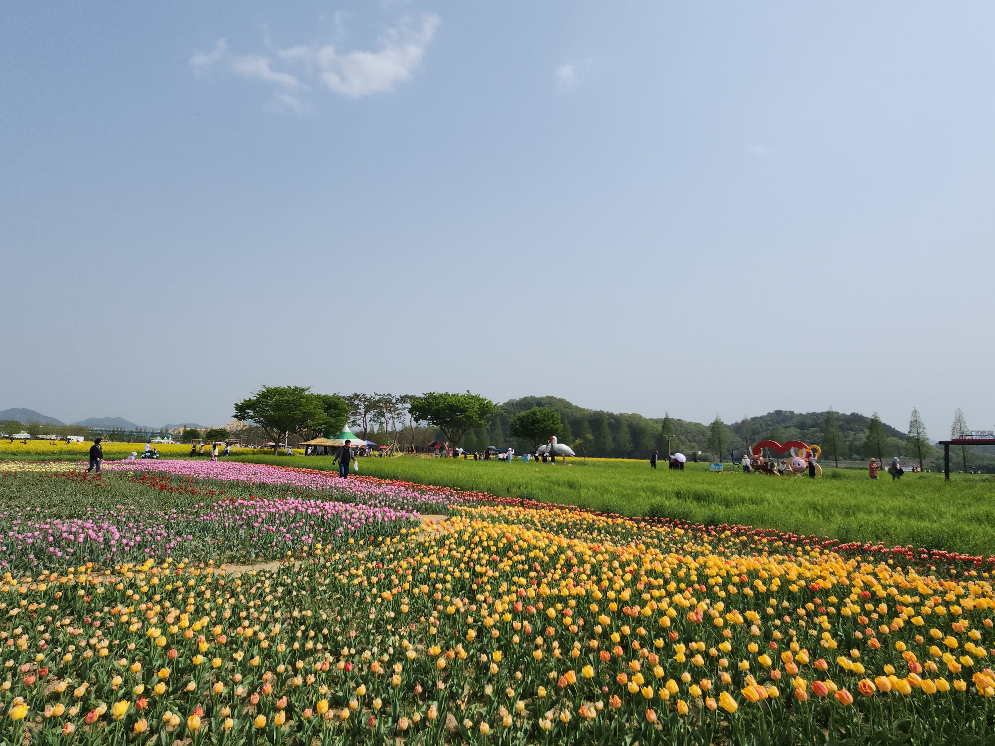 튤립사진