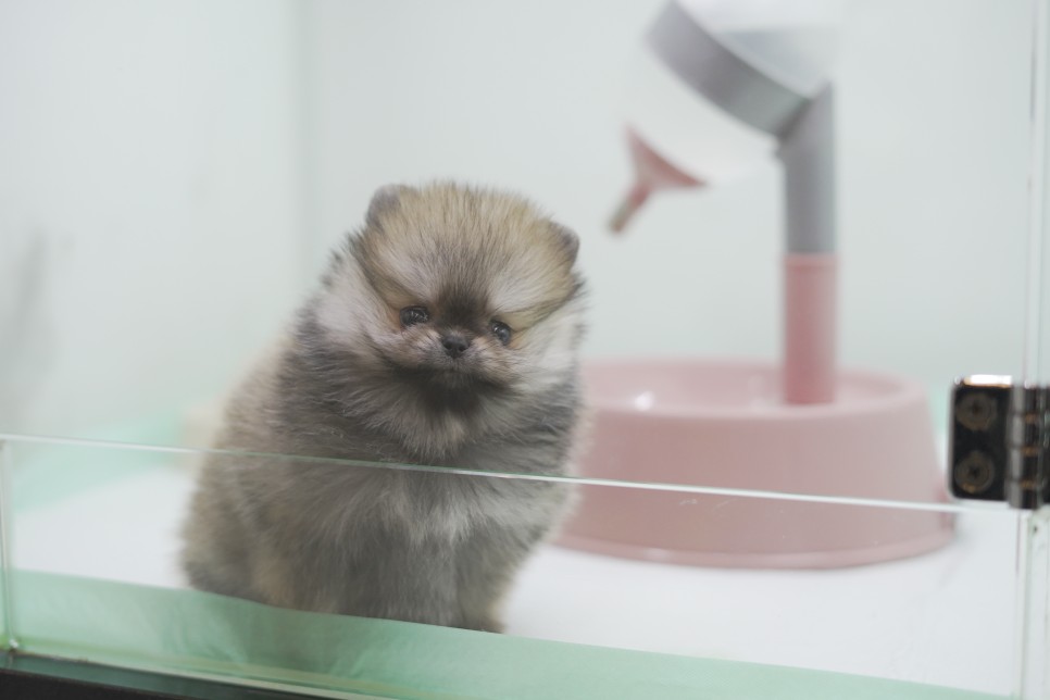 놀라운 외모 일산 강아지 분양 셀포메라니안 17