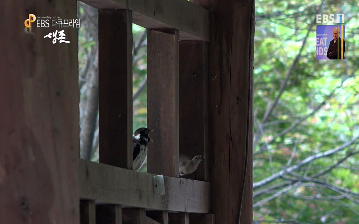 생존 3부_ EBS 다큐프라임_ 220629.avi_20220701_205246.071.jpg