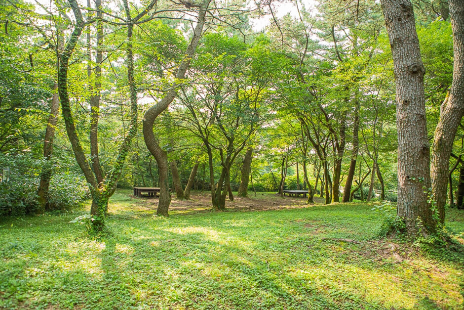 숫모르-편백나무-숲길