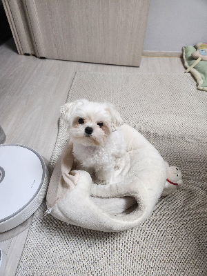  반려견 의료 관리