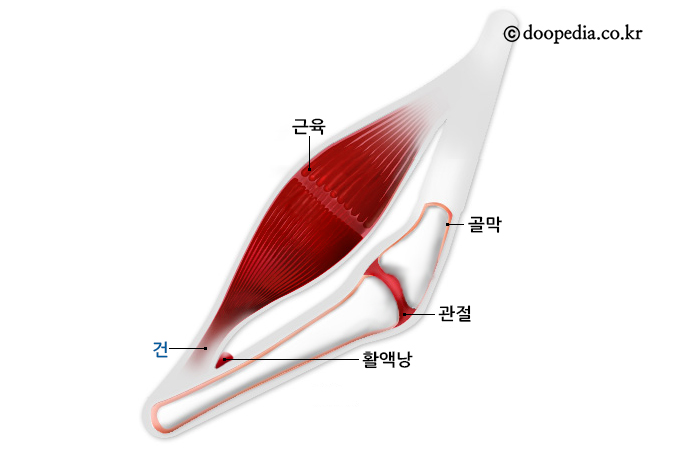 힘줄 이미지