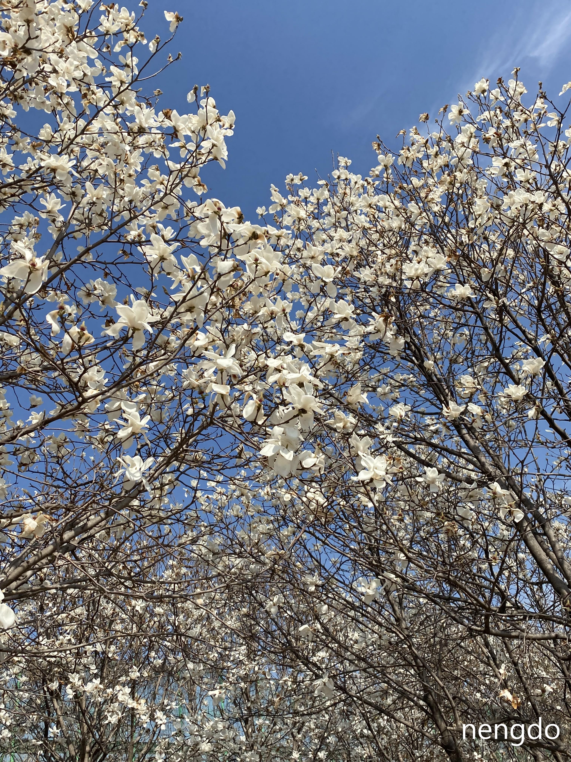 경상남도 숨은 명소 김해, 목련산림리뷰 3