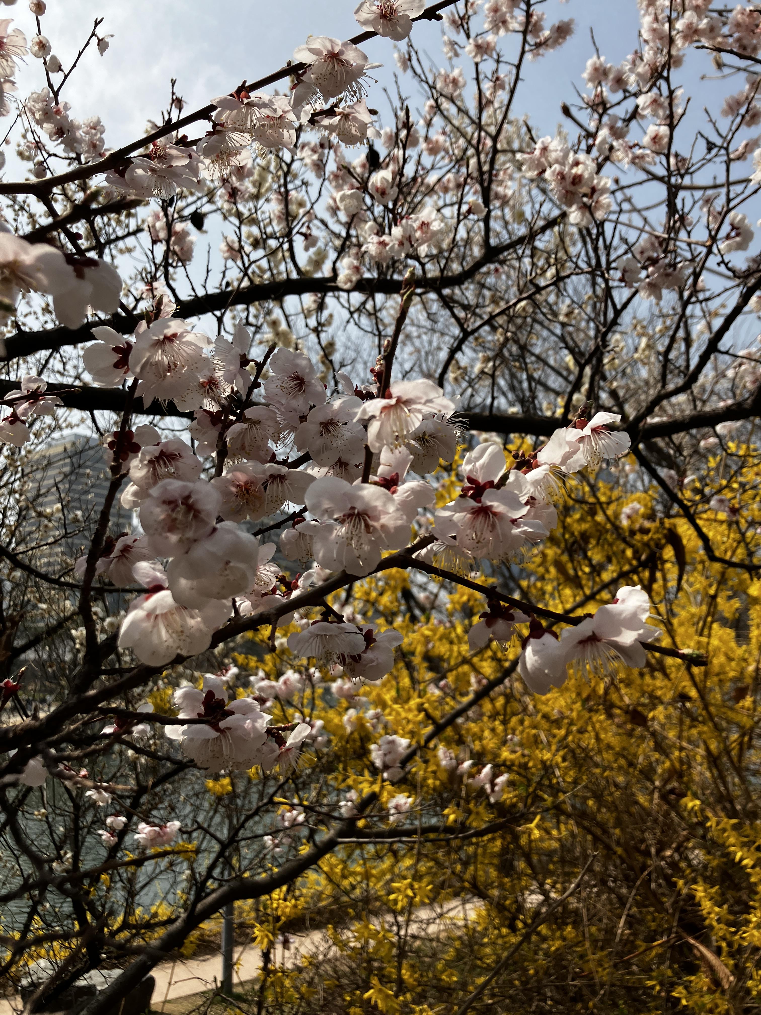벚꽃구경 송도 센트럴파크 공원
