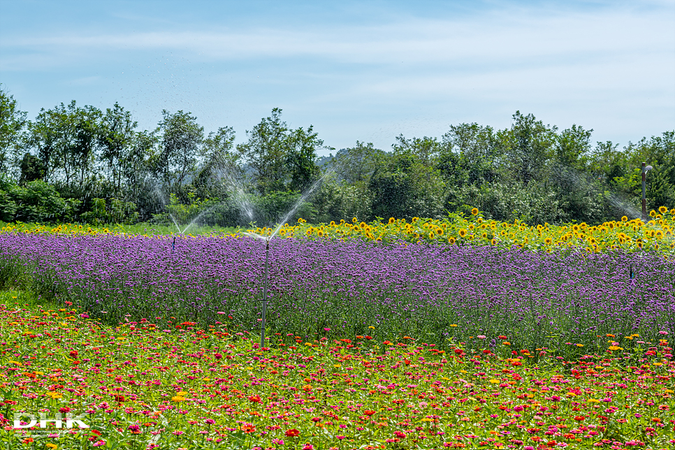 국내 1박2일 여름 여행 추천1박2일 서해 섬여행 신안 가볼만한곳 자은도 1004뮤지엄파크 세계조개박물관, 해바라기 10