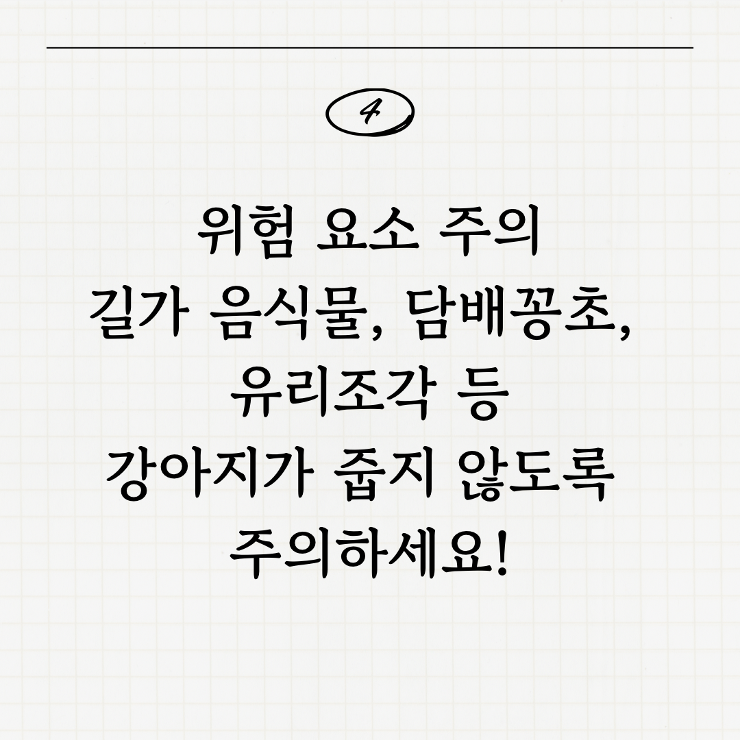 강아지 산책 안전