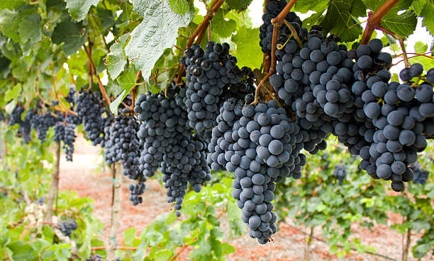 Syrah grapes