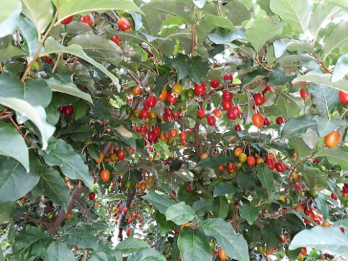 나무에 타원형의 빨간 보리수 열매가 달려 있는 사진
