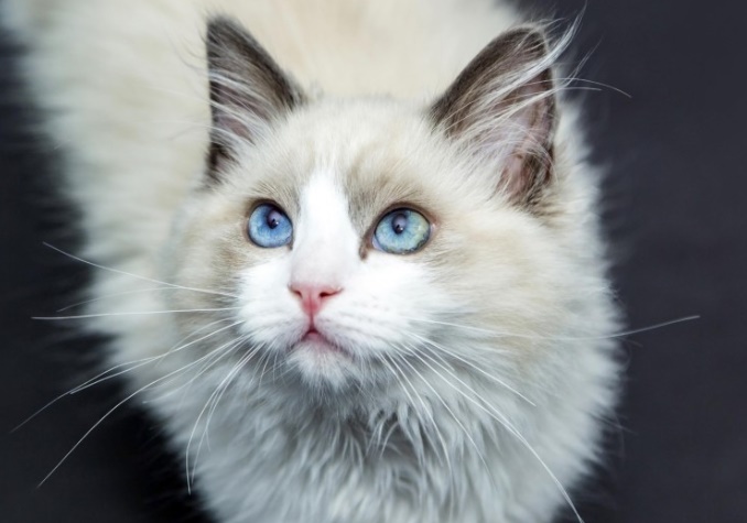  고양이 꿈 흰색 검은 고양이 꿈 여러가지 해몽 입니다.