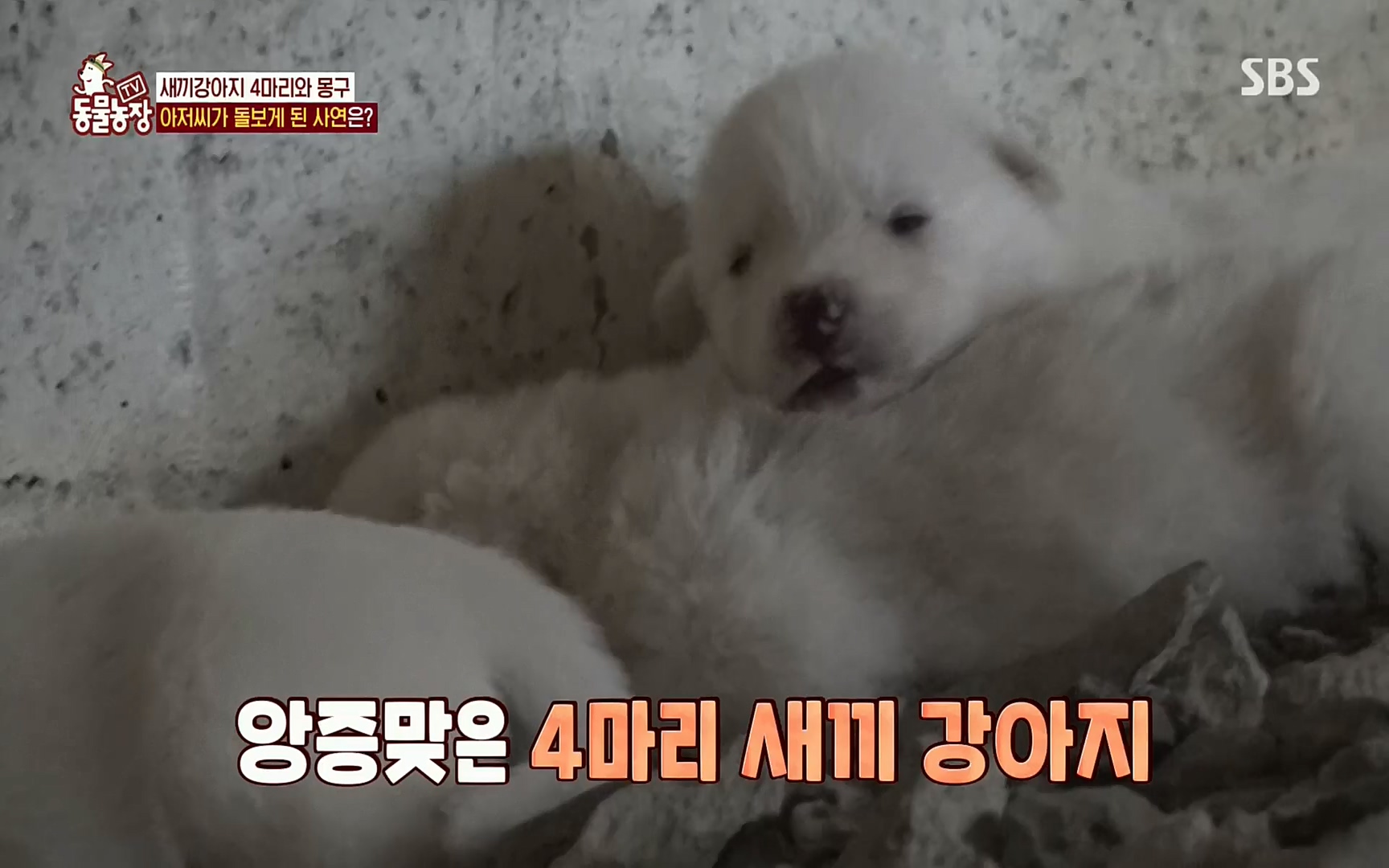 TV 동물농장.E1084.220828p.H264-F1RST.mp4_20220828_154055.992.jpg