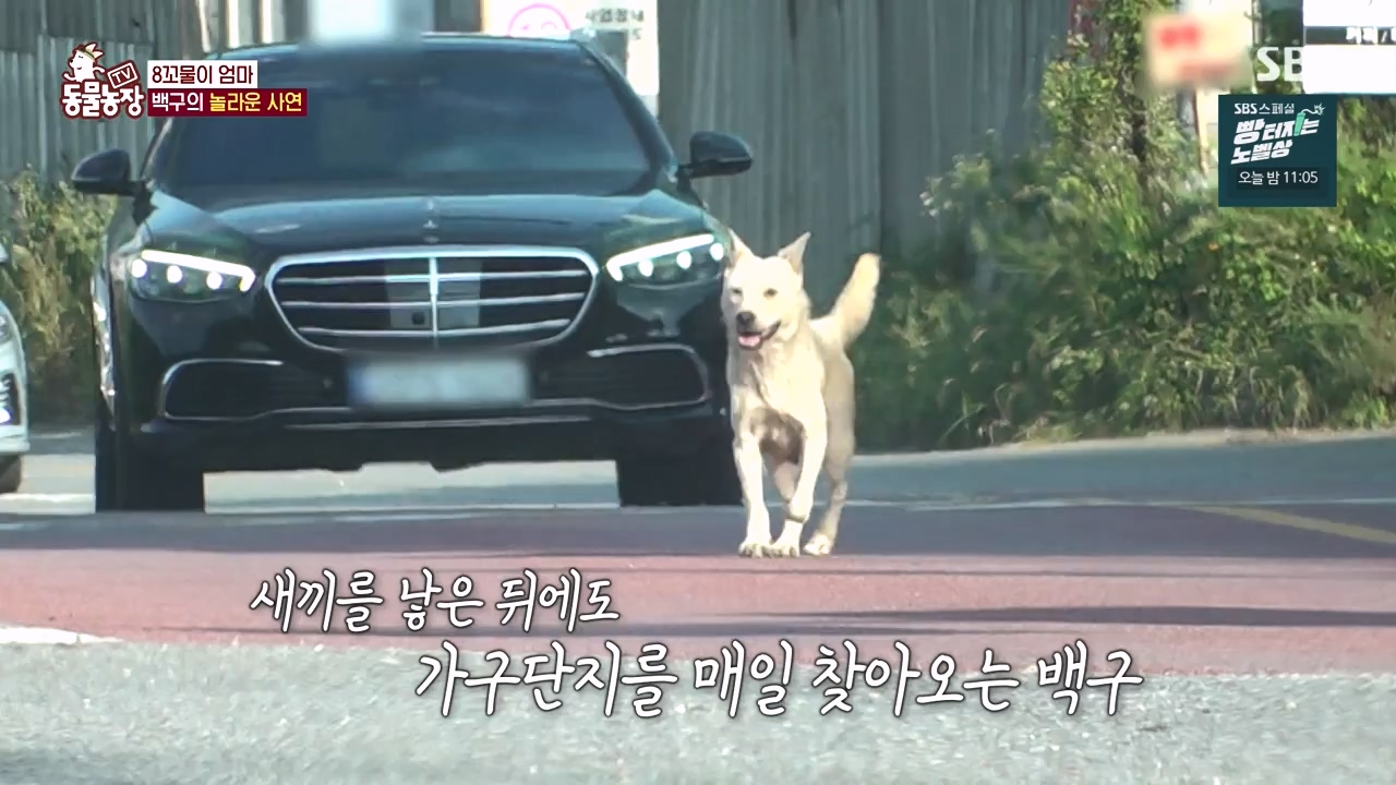 TV 동물농장.E1144.231106p-NEXT.mp4_20231105_175959.178.jpg