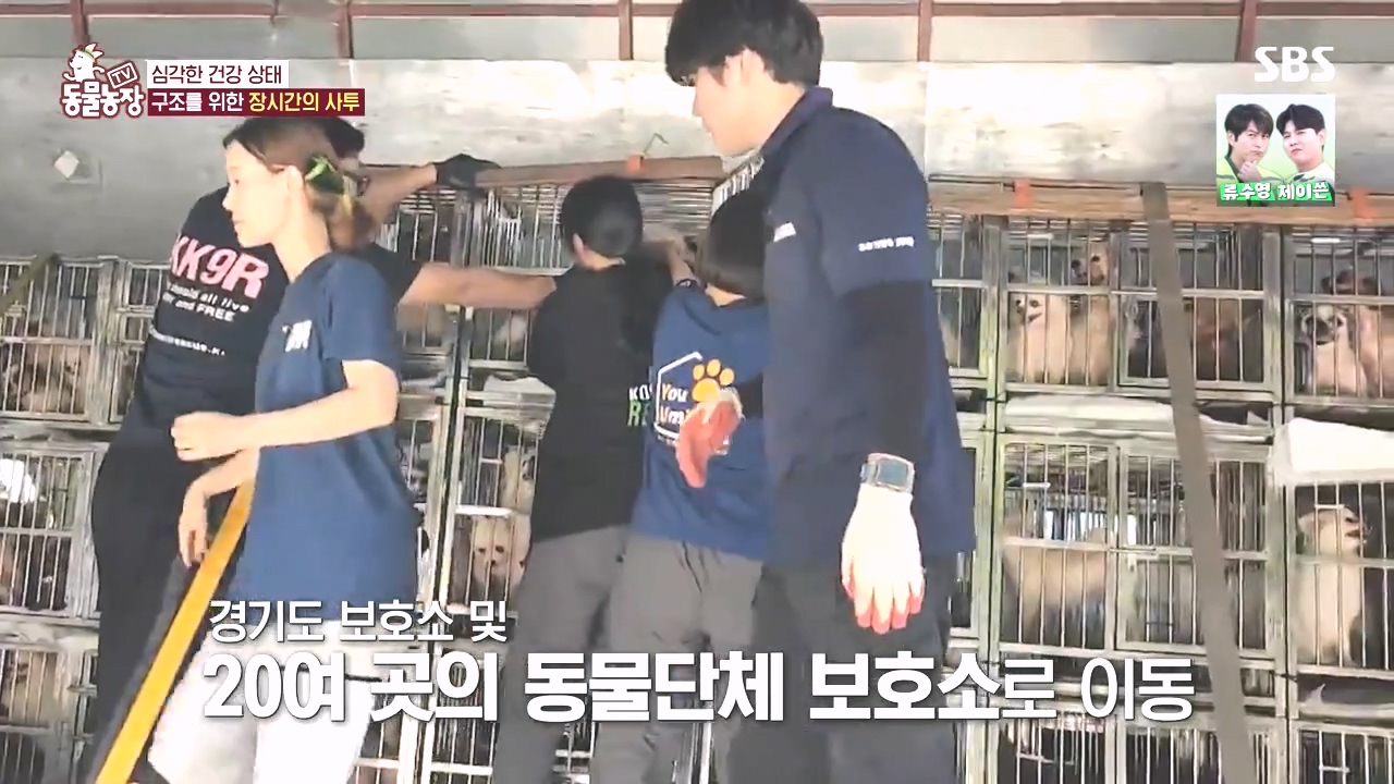 TV 동물농장.E1142.231023p-NEXT.mp4_20231022_172734.915.jpg