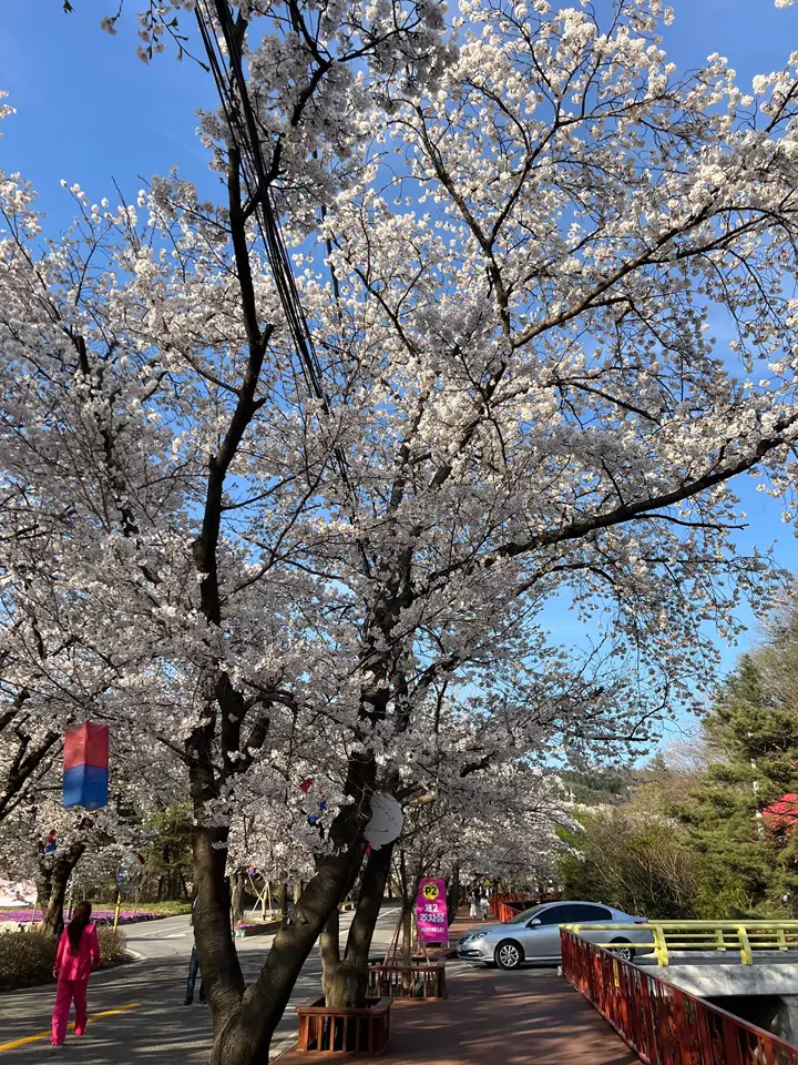 가평_에덴벚꽃길축제_사진1