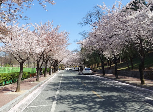 경북대학교 일청담 연못 주변 1