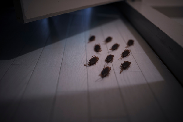바퀴벌레 cockroach dream