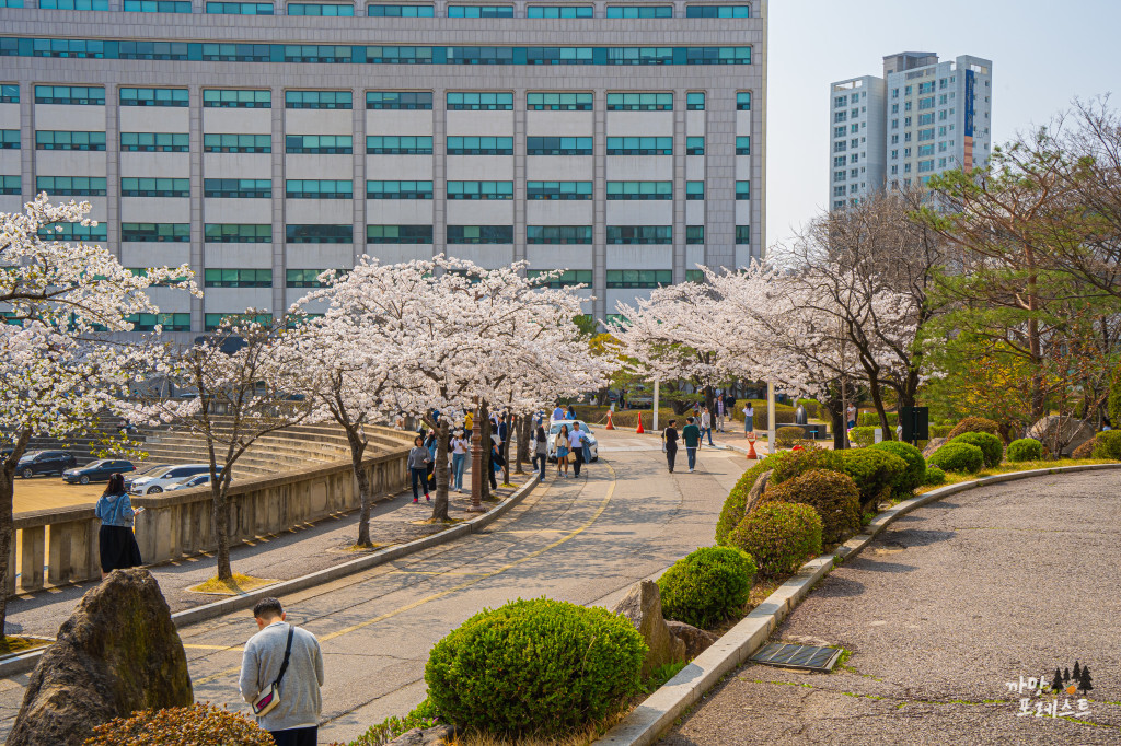 경희대 국제 캠퍼스 벚꽃