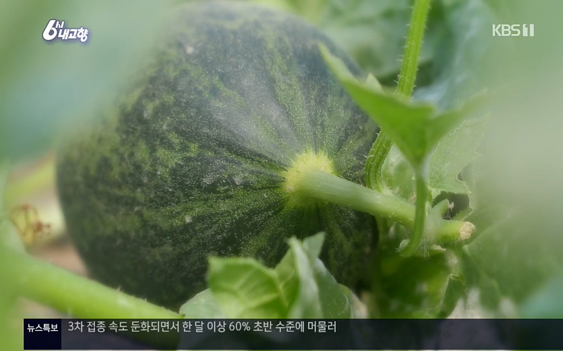 6시 내고향.E7501.220332p.H264-F1RST.mp4_20220402_201625.229.jpg