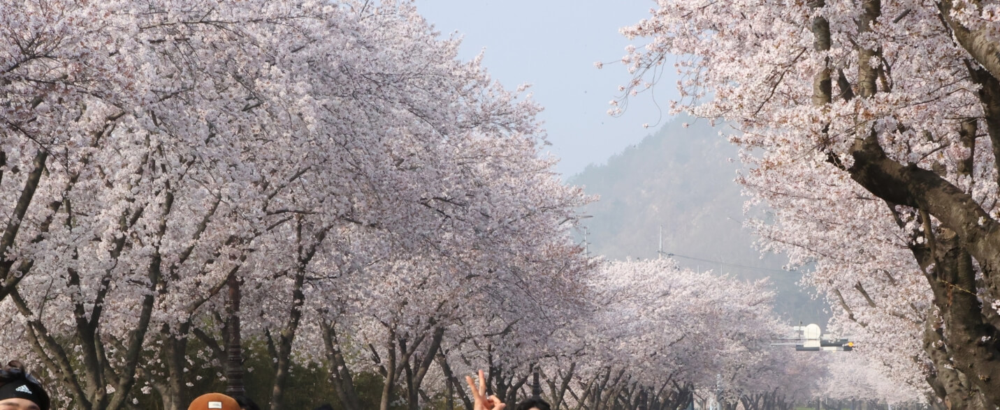 경주벚꽃마라톤대회-경주시-출처