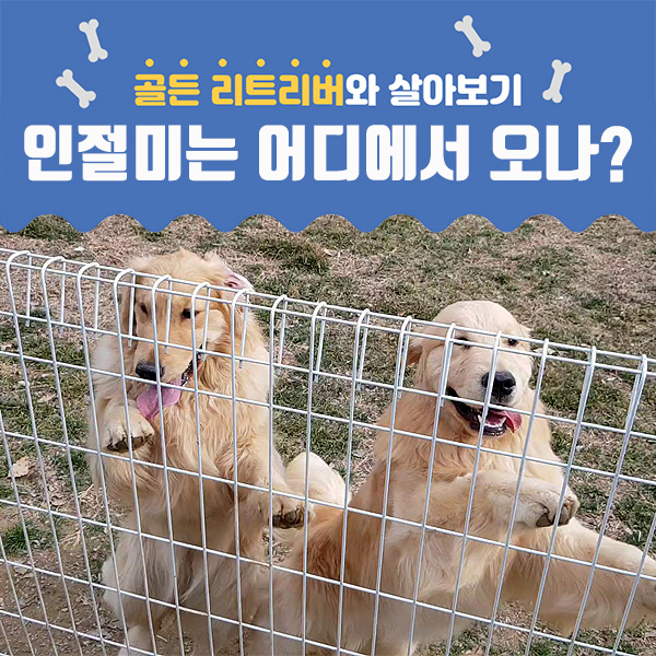  골든 리트리버는 어디에서 오나? - 가정견, 유기견, 켄넬 그리고..