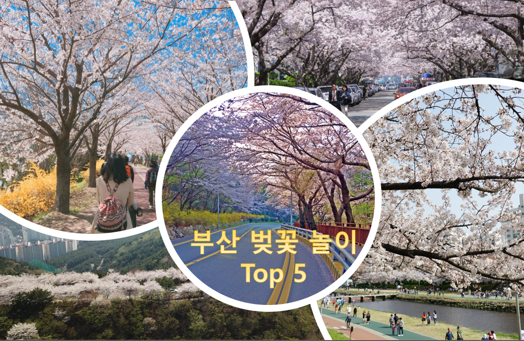  2020년 부산 벚꽃 놀이 추천 - 안가면 손해 Top 5