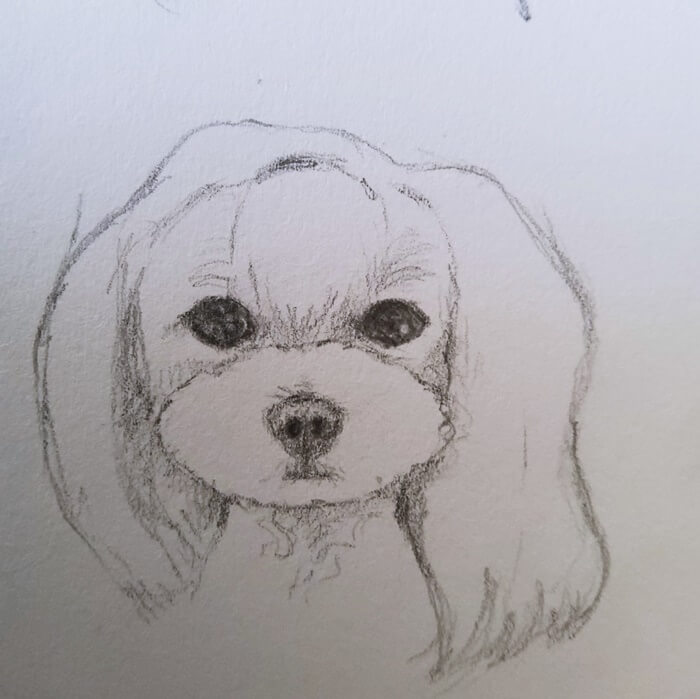 연필로 그린 강아지얼굴 스케치 