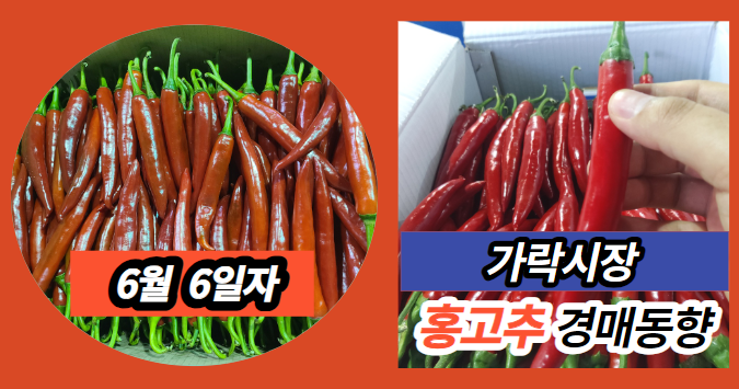  [경매사 일일보고] 6월 6일자 가락시장 홍고추 경매동향을 살펴보겠습니다!