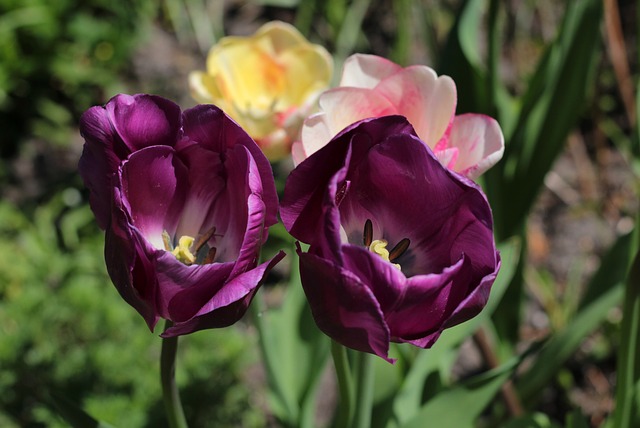 3월 20일 탄생화 보라색 튤립(Tulipa)