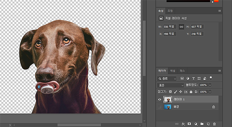 강아지-누끼-작업-결과