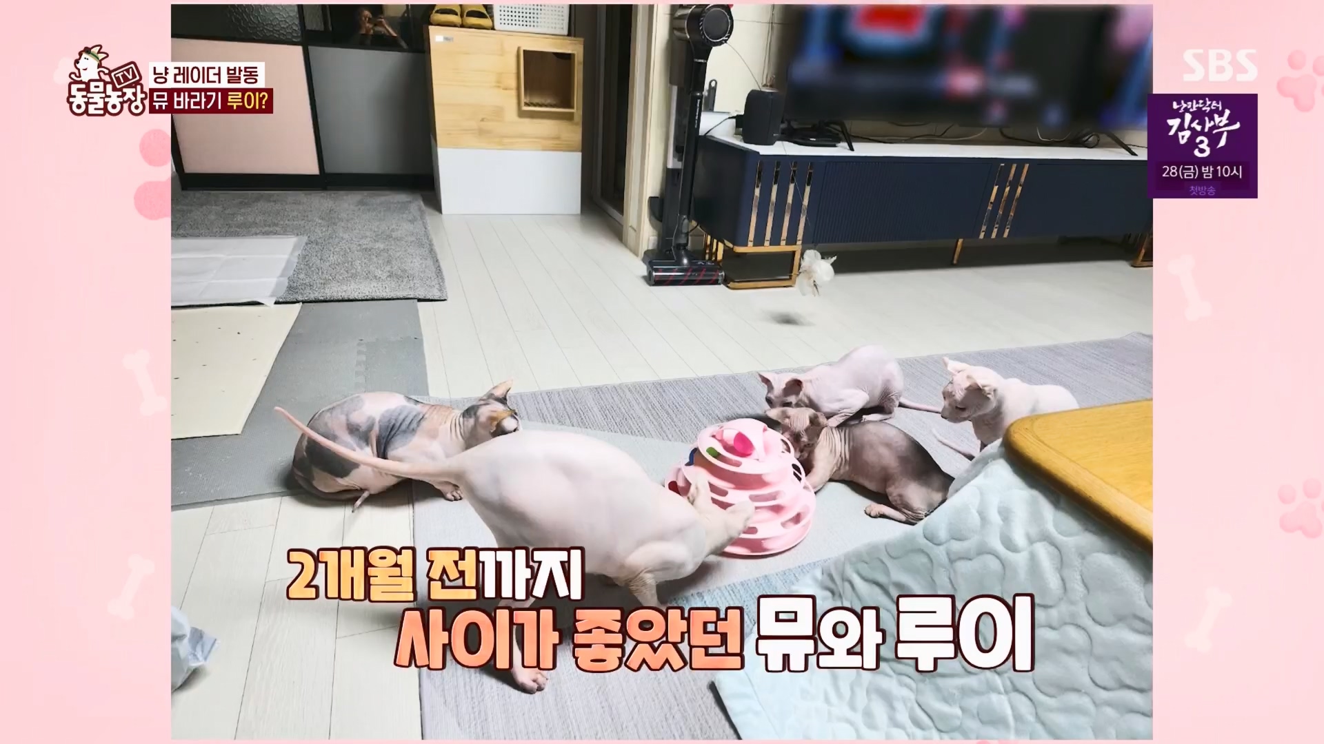 TV 동물농장.E1116.230416p.H264-F1RST.mp4_20230418_194206.555.jpg