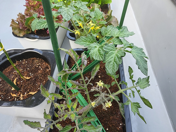 테라스 텃밭 집에서 방울토마토를 기르다 21