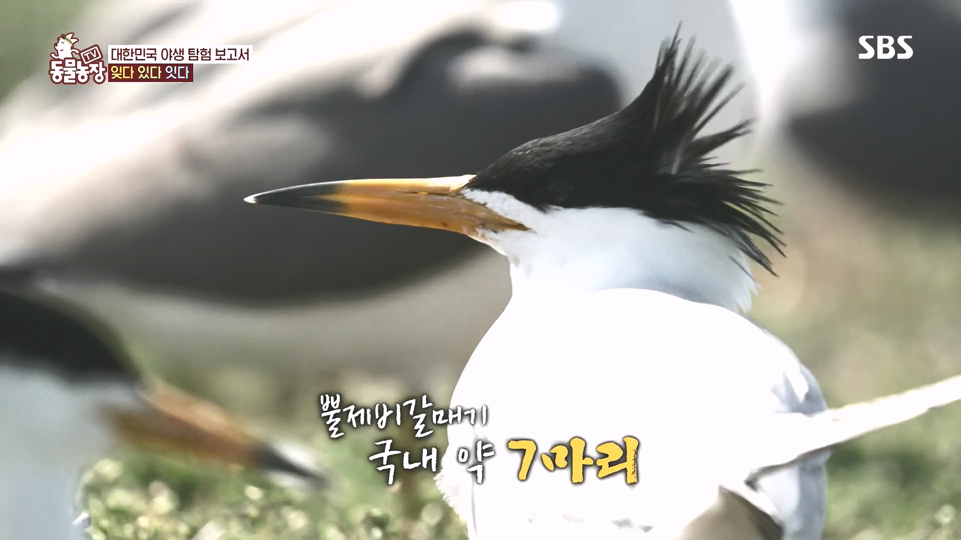 TV 동물농장.E1185.240818p.H264-F1RST.mp4_20240818_161613.864.jpg