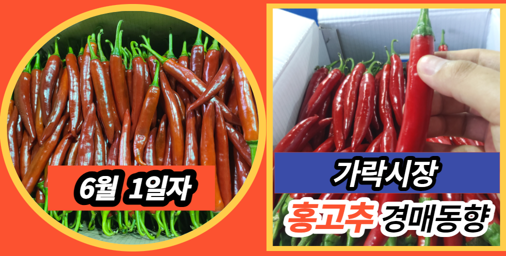  [경매사 일일보고] 6월 1일자 가락시장 홍고추 경매동향을 살펴보겠습니다!