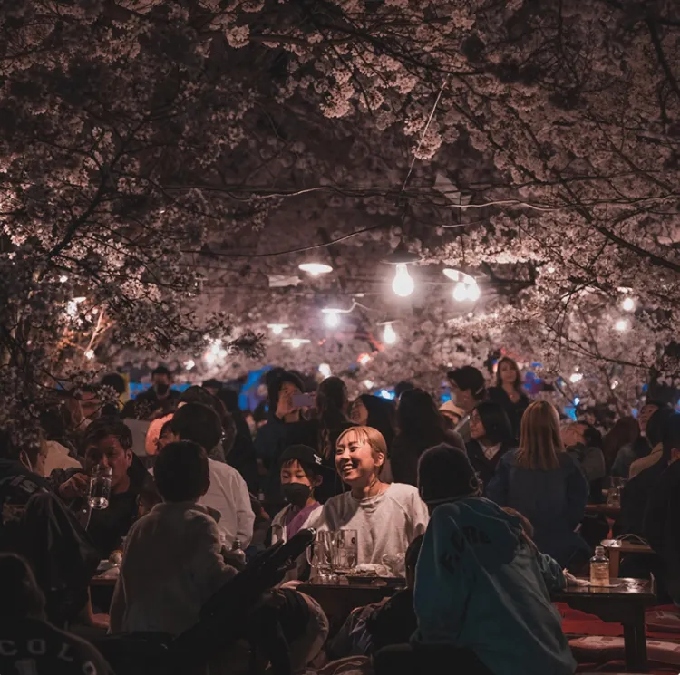 벚꽃-야시장