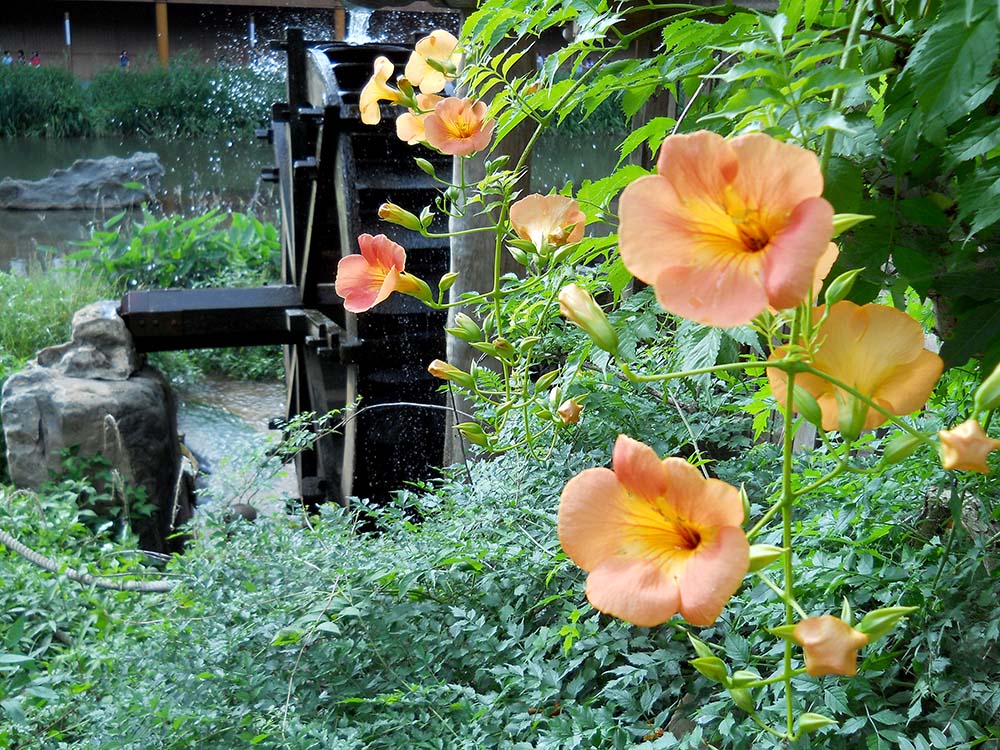 홍제천 물레방아 능소화(Chinese Trumpet Creeper)