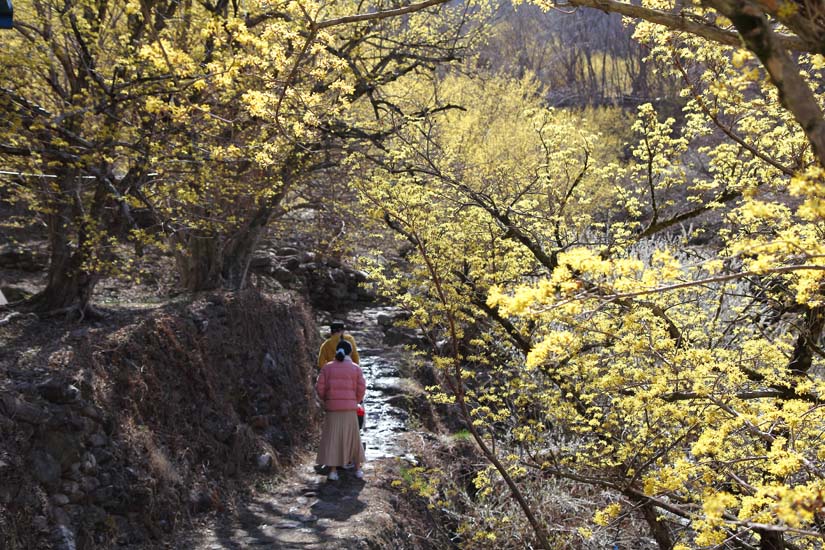 상위마을 계곡에서 산수유