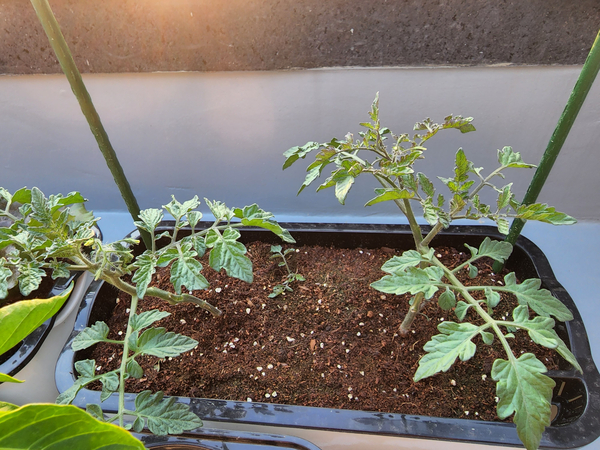 테라스 텃밭 집에서 방울토마토를 기르다 6