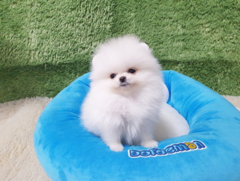 좋은 화이트 포메라니안 광주견분양 사교성