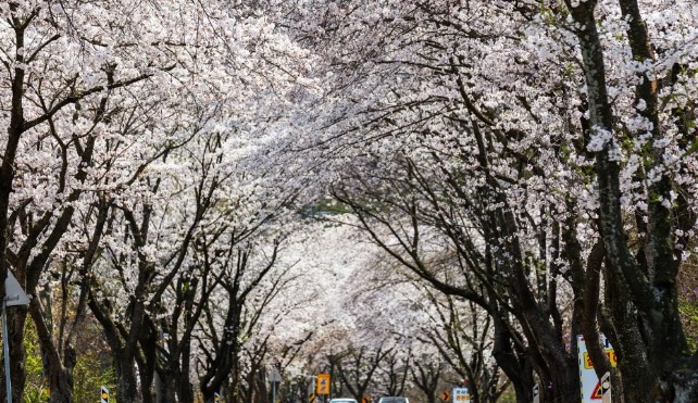 충청도 벚꽃 명소인 청양 장곡사 모습