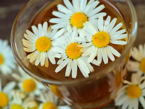 카모마일차 효능 5가지와 부작용