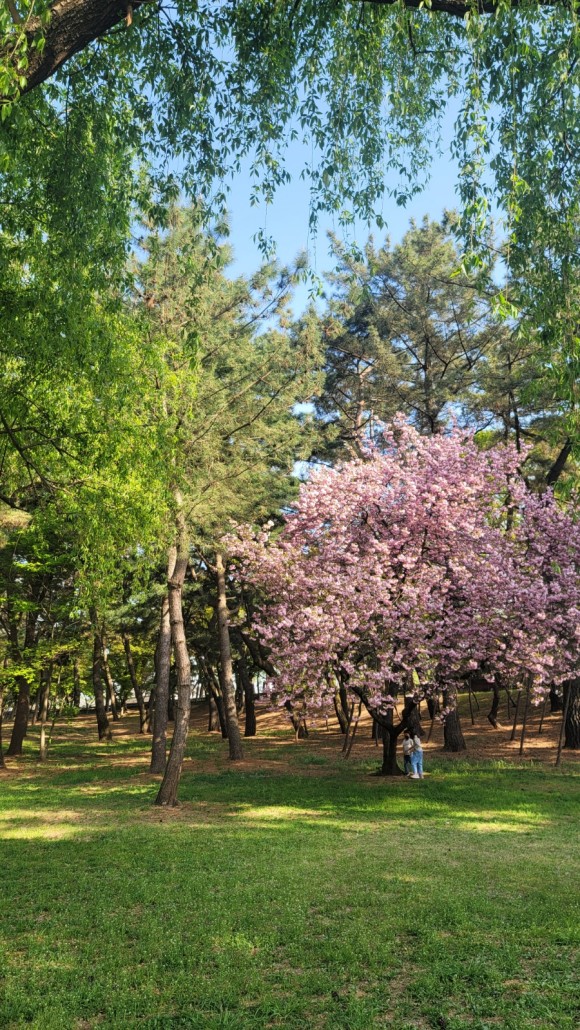 국립 경주 박물관 아이들과 경주여행 : 3년만의 경주. ㅡ 소노벨경주, 37