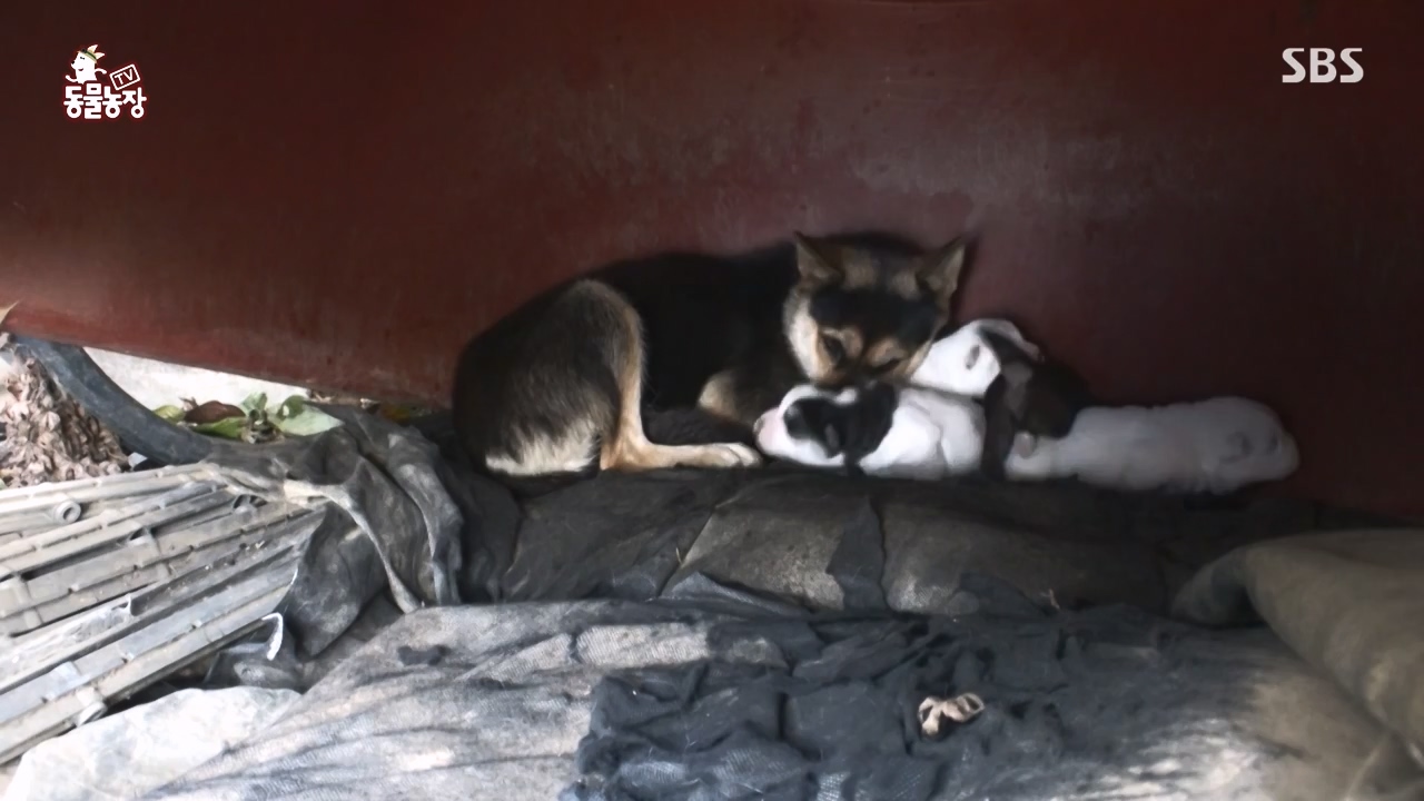 TV 동물농장.E1146.231120p-NEXT.mp4_20231119_175300.562.jpg