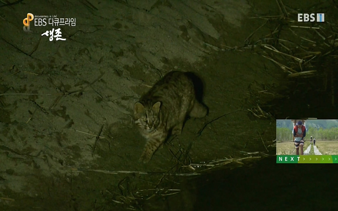 생존 3부_ EBS 다큐프라임_ 220629.avi_20220701_210802.870.jpg
