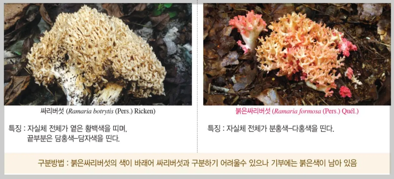 식용버섯 싸리버섯과 독버섯 붉은싸리버섯 구별법