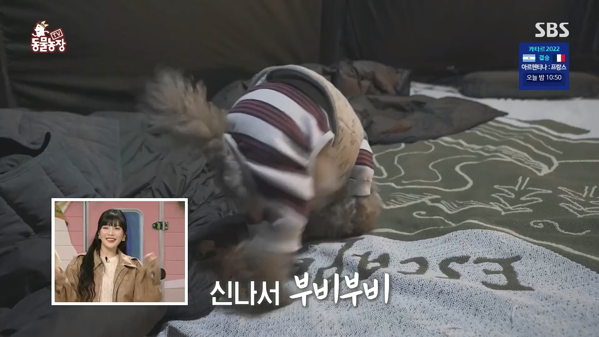 TV 동물농장.E1100.221218p.H264-F1RST.mp4_20221218_183432.941.jpg