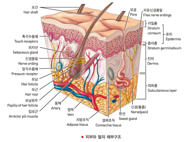  피부의 구조