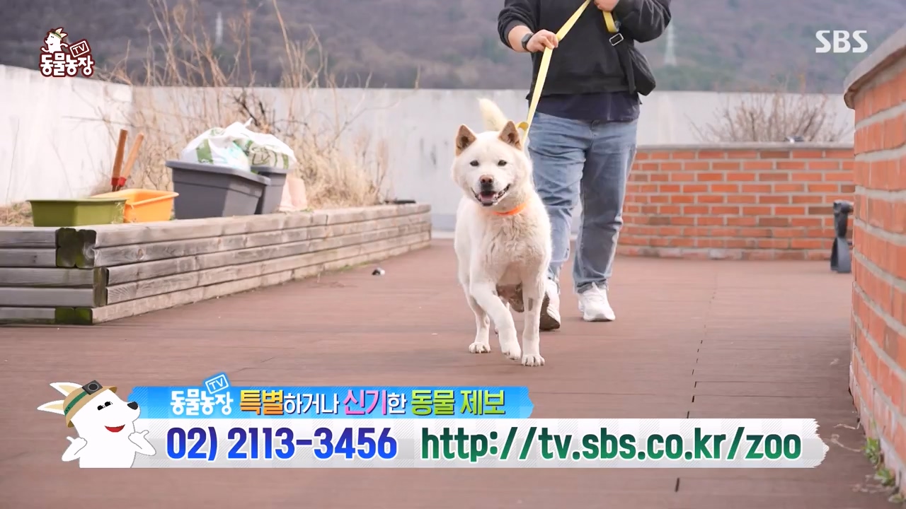 TV 동물농장.E1173.240527p-NEXT.mp4_20240526_155726.933.jpg