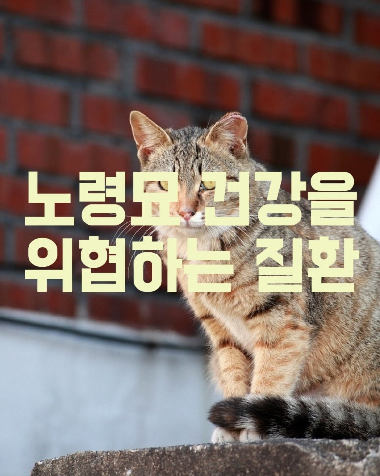 노령묘의 건강을 위협하는 질환