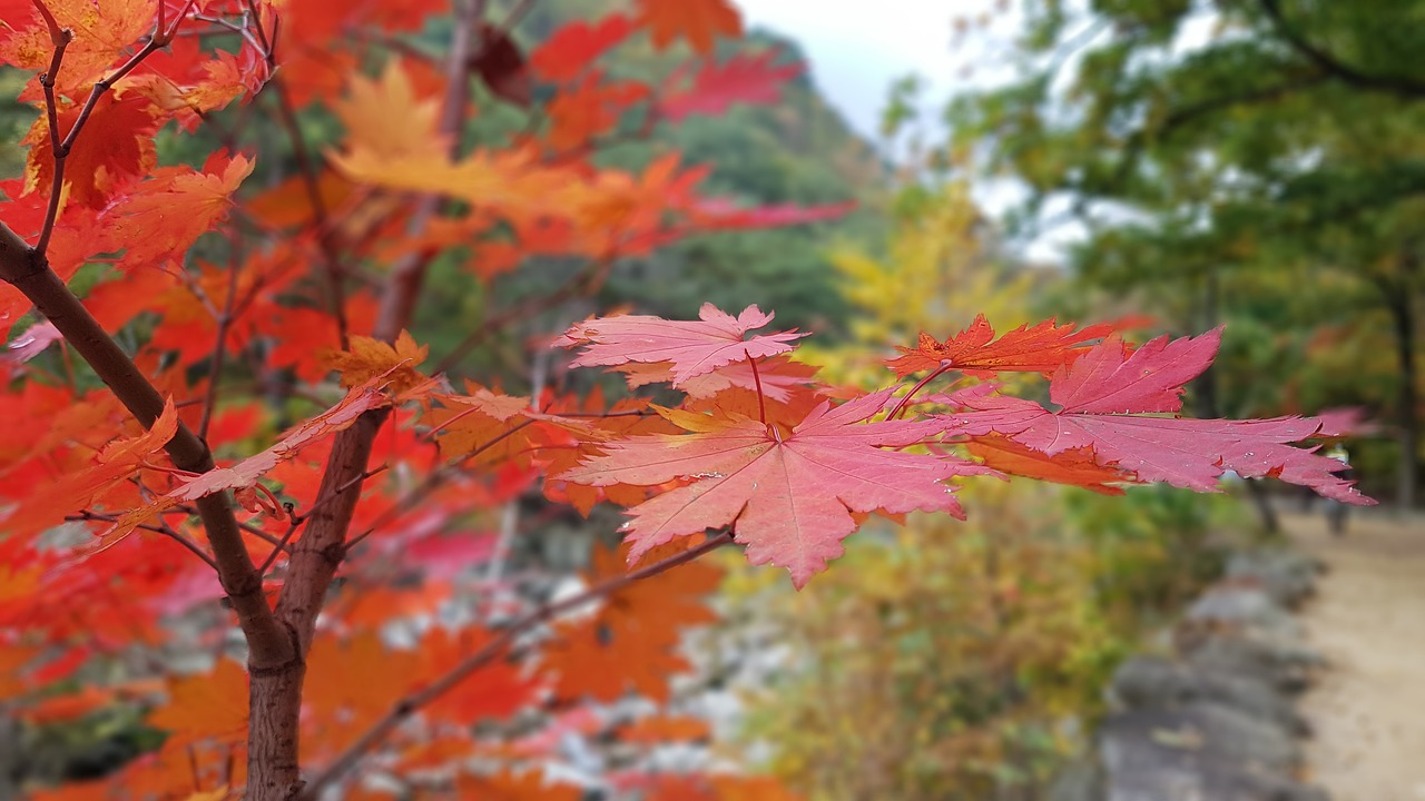 설악산 단풍